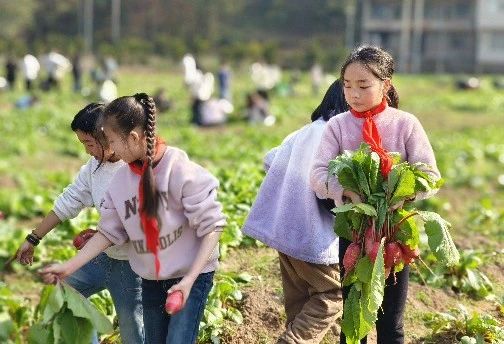 瑞塔铺小学：汗水浇灌种希望 劳动实践结硕果